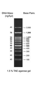 100 bp DNA Ladder