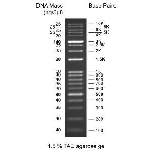 KPlus DNA Ladder