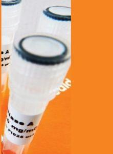 RNase A 10mg/mL Solution