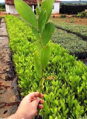 Acacia Angustissima Plant