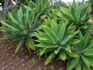 Agave Attenuata Plant