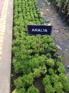 Aralia Plant\'s