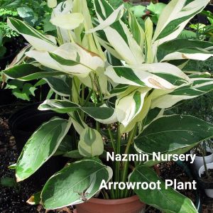 Arrowroot Plant
