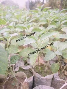 Ashwagandha Plants