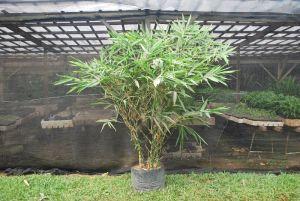 Bambusa Ventricosa  Plant\'s