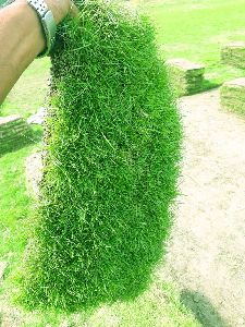 Barmuda Carpet Grass