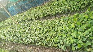 Black Pepper Plants