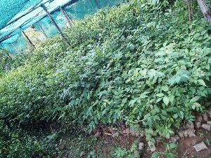 Bogipoma Plants