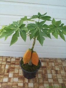 Carica Papaya Plants