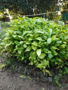 Coffee Arabica Plant\'s