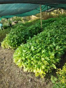 Coffee Rubosta Plant\'s