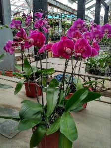 Dendrobium Red Bull Orchids Plant\'s