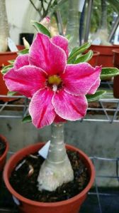 Desert Rose Plant\'s
