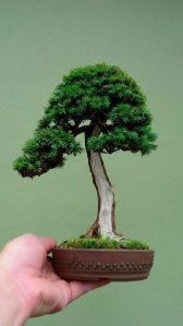 English Yew Bonsai Plan