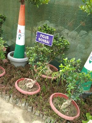 Ficus Bonsai Plants