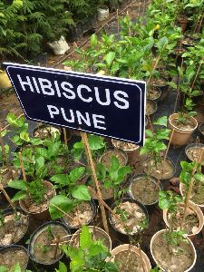 Hibiscus Pune Plants