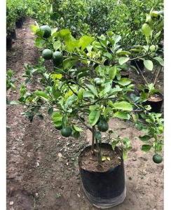 Hybrid Mosambi Plant
