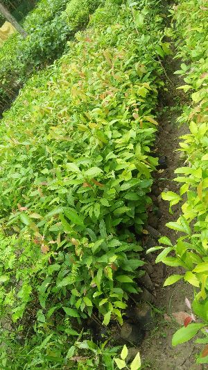 Indian Cinnamon Plants