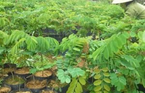 Indian Senna Plants
