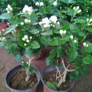 Jasmin Plants