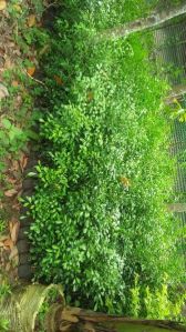 Kaamini Kanchan Plants