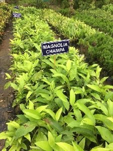 Magnolia Champaca Plants