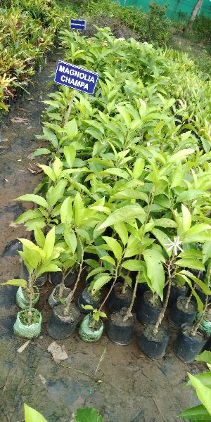 Magnolia Champaca Plants