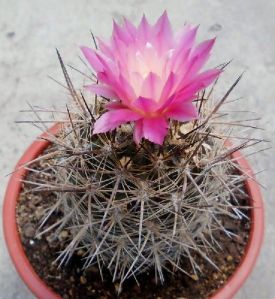 Mammillaria Cactus Plant