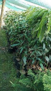 Mango Amrapali Plant