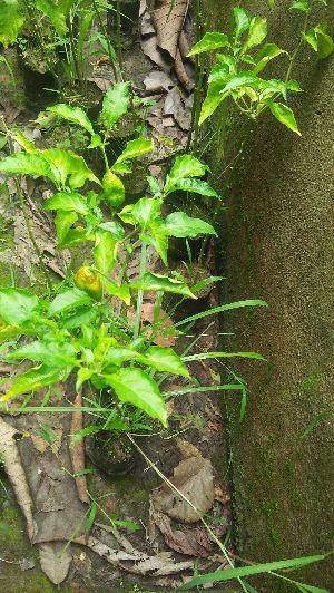 Naga Chilli Plants