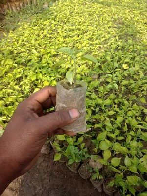 Naga Chilli Plants