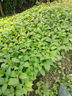 Naga Chilli Plants
