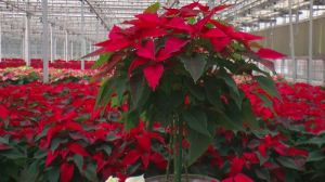 Natural Poinsettia Plants