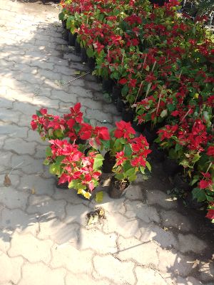 Natural Poinsettia Plants
