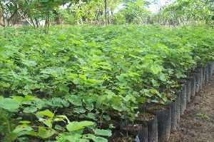 Rain Tree Plants