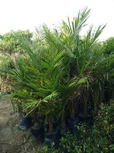 Royal Bottle Palm Plant