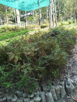 Silver Oak Plants