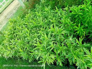 Song Of India Plant