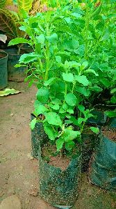 Stevia Plants