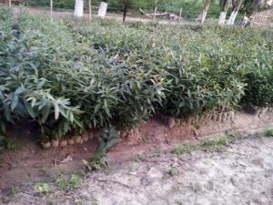 Terminalia Arjuna Plants