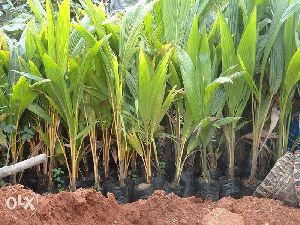 Tipture Coconut Plants