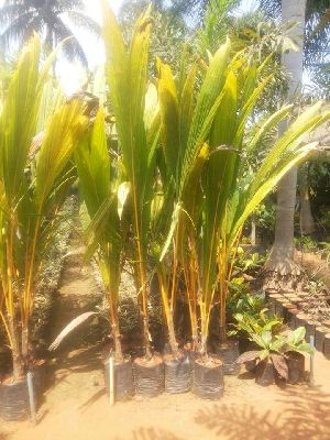 Tipture Coconut Plants
