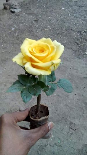 Yellow Rose Plant's