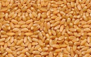 Brown Wheat Seeds