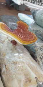 Ganoderma Mushroom Spawn / Seeds