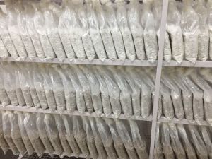 Paddy Straw Mushroom Spawn / Seeds