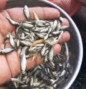 Common Carp Fish Seeds