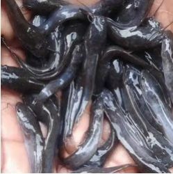 MANGUR FISH SEEDS