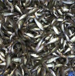 Rohu Fish Seeds