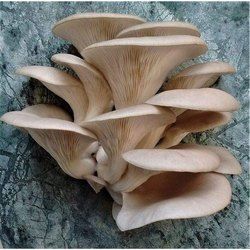 Grey Oyster Mushroom